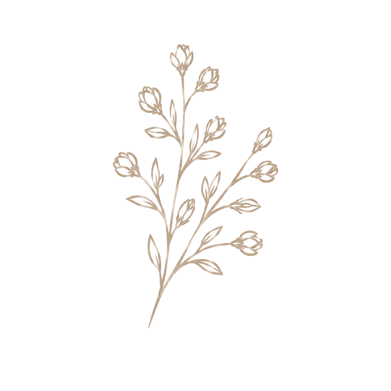 Ilustracion floral